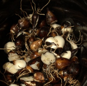 Camas bulbs are one of many root foods important to First Nations in BC.