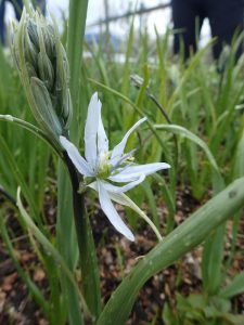 Camassia quamash