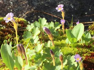 Orobanche uniflora