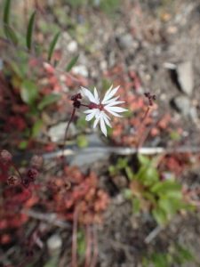 Bulbiferous prairie-star