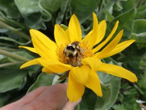 Bumblebee on Balsamroot