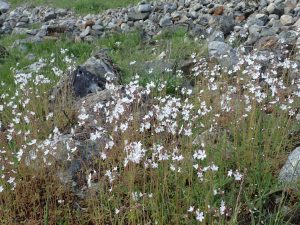 Gilpin Superbloom