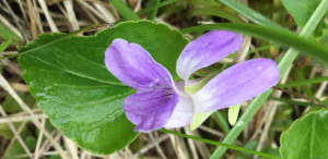 Viola nephrophylla