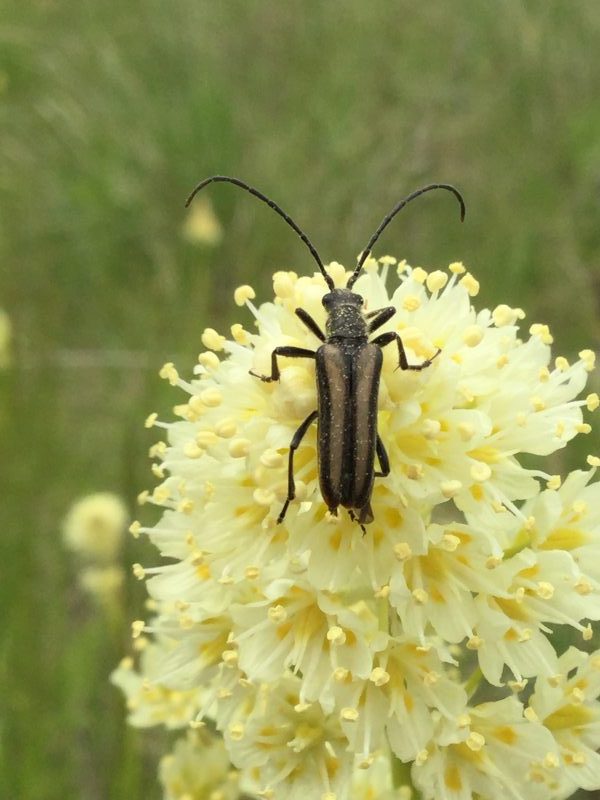 Death Camas with beetle