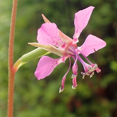 Clarkia rhomboidea