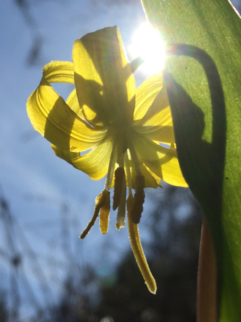 Yellow Glacier Lily (<em>Erythronium grandiflorum</em>)