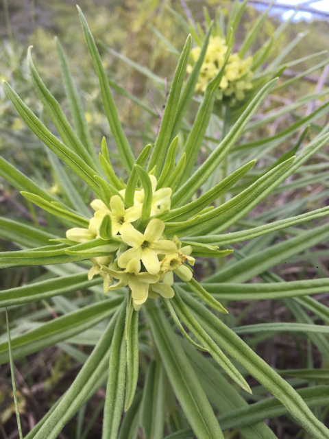Lemonweed (<em>Lithospermum ruderale</em>) May 13