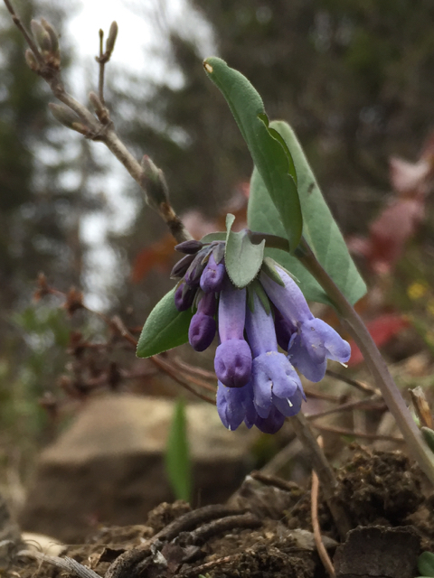 Long-flowered Bluebells (<em>Mertensia longiflora</em>)