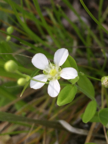 Blunt-leaved Sandwort (<em>Moehringia lateriflora</em>) May 13
