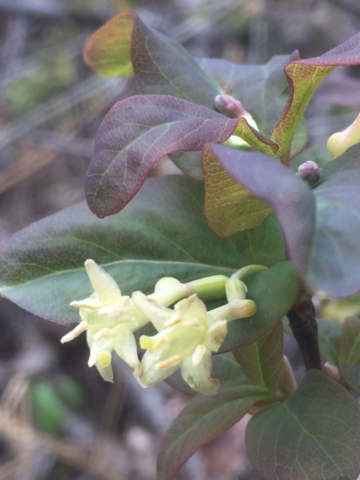 Utah Honeysuckle (<em>Lonicera utahensis</em>) Apr 17