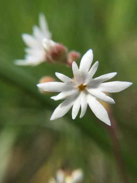 Small-flowered Woodland Star (<em>Lithophragma parviflorum</em>)