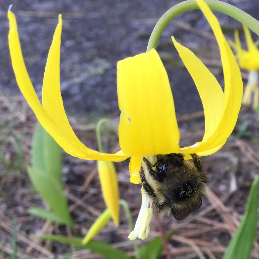 Glacier Lily and Bee