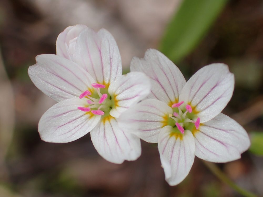 Spring Beauty