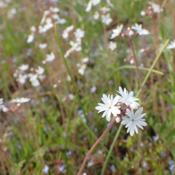 Gilpin Grasslands Superbloom