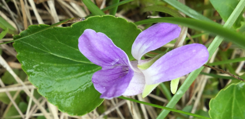 Violets are amazing!