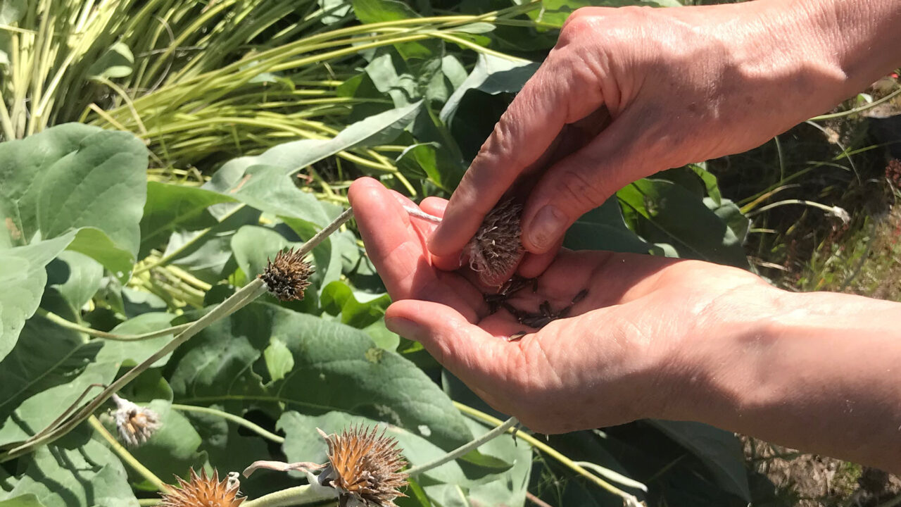 Wildflower Seed Collecting | Kootenay Native Plant Society
