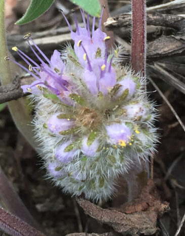 Dwarf Waterleaf (<em>Hydrophyllum capitatum</em>)