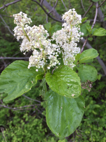 Redstem Ceanothus (<em>Ceanothus sanguineus</em>) May 13