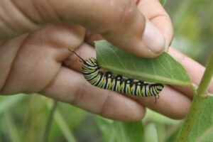 Caterpillar_Charbonneau_Parsons