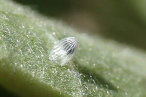 Monarch Egg_Syringa_Huff