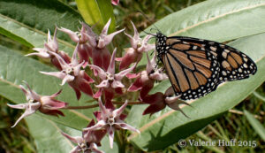 MonarchMilkweedSyringa_HUFF