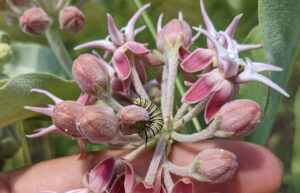 ShowyMilkweed_Caterpillar_Muncaster