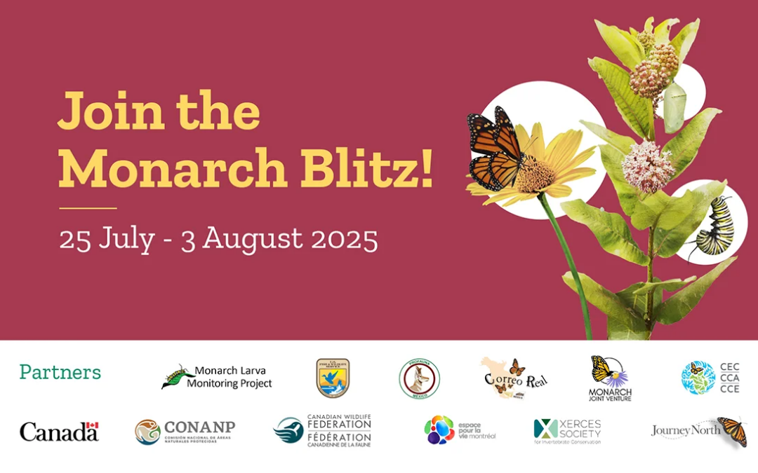 International Monarch Monitoring Blitz